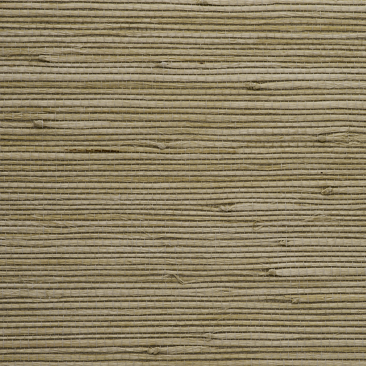 Matcha Tea