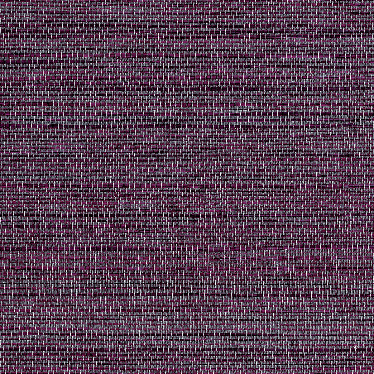 Fast Paced Fuchsia