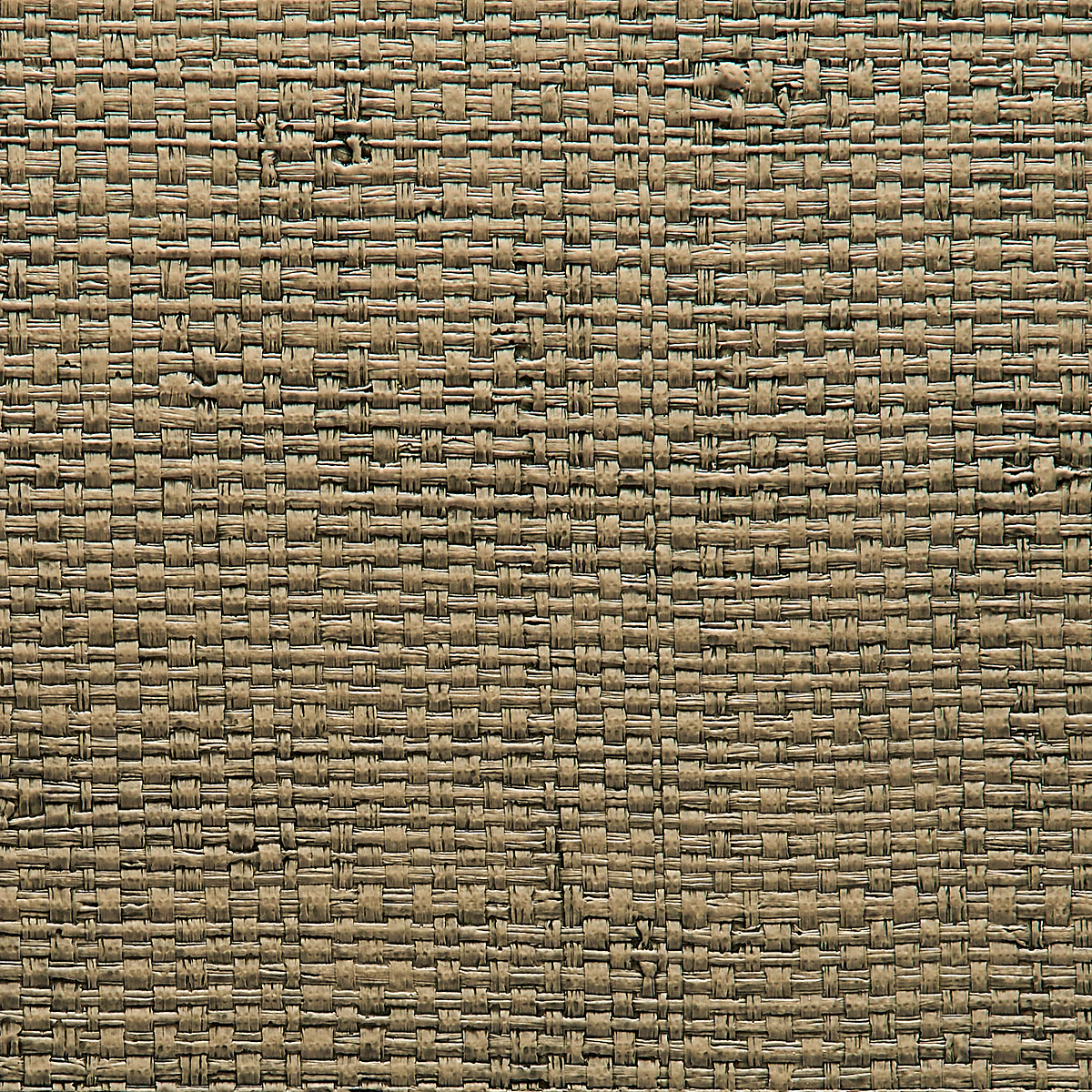 Dried Palm