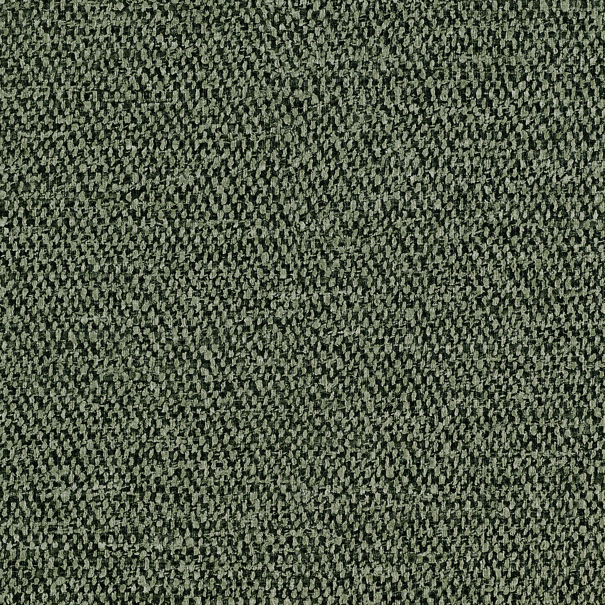 Bracken Fern