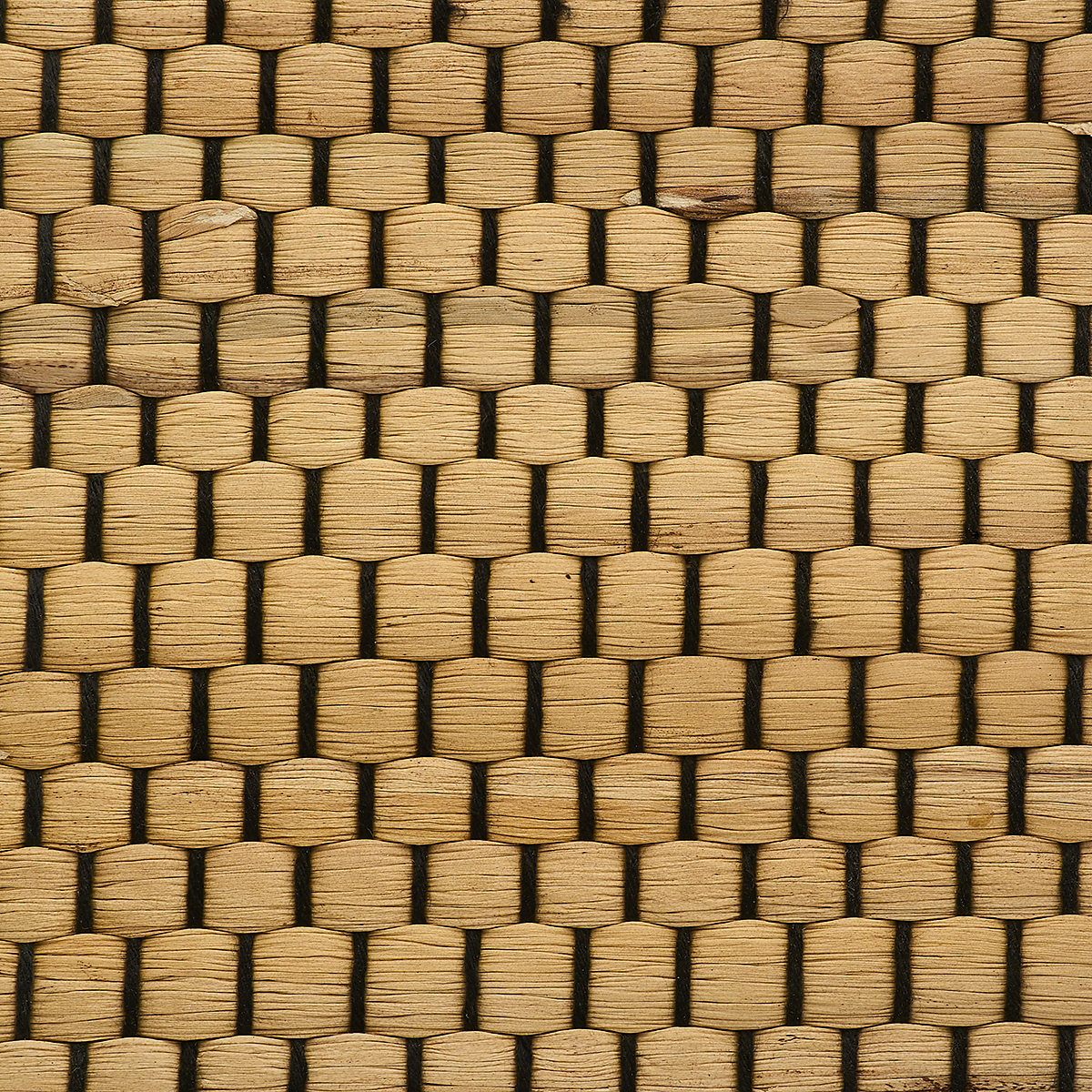 Coconut Shell